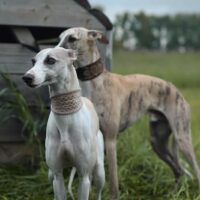 two whippet dogs standing in the grass