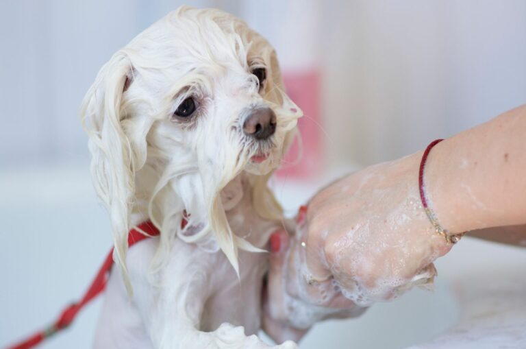 8 Safest And Best Dog Shampoos For Maltese