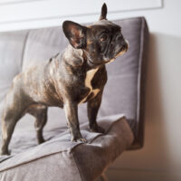 dog standing on sofa