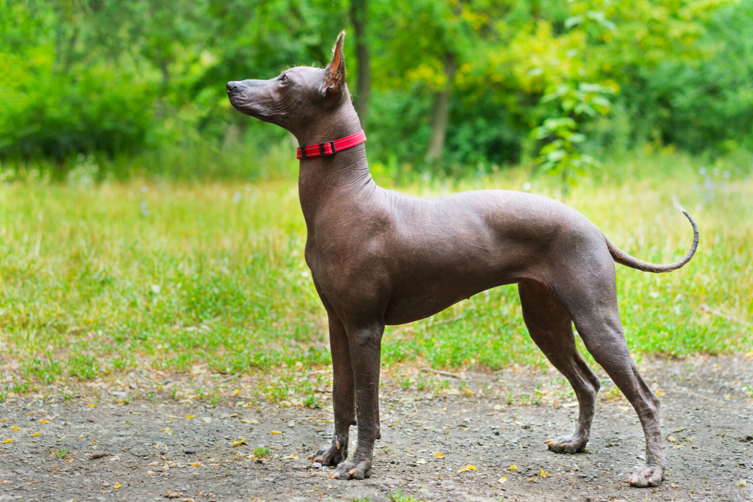 Hairless Dog Breeds: Are They Completely Extinct?