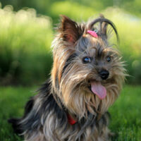 cute yorkie dog