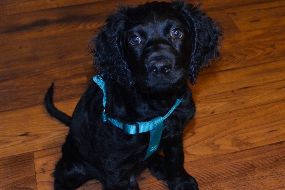 Boykin Spaniel Shedding 101