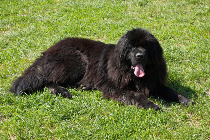 9 Newfoundland Colors With Pictures: Choose Your Favorite