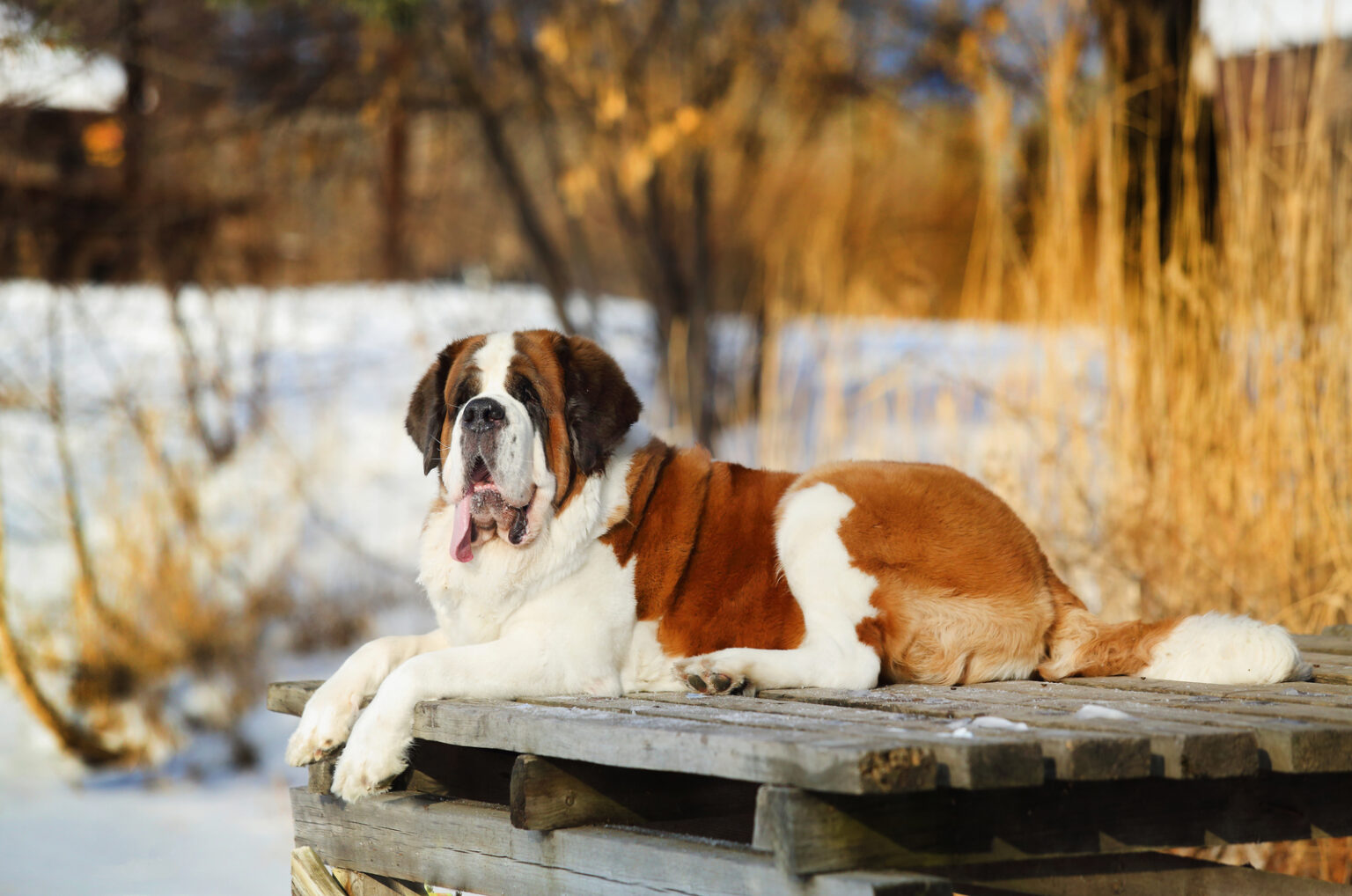 The 6 Best Saint Bernard Breeders In The US