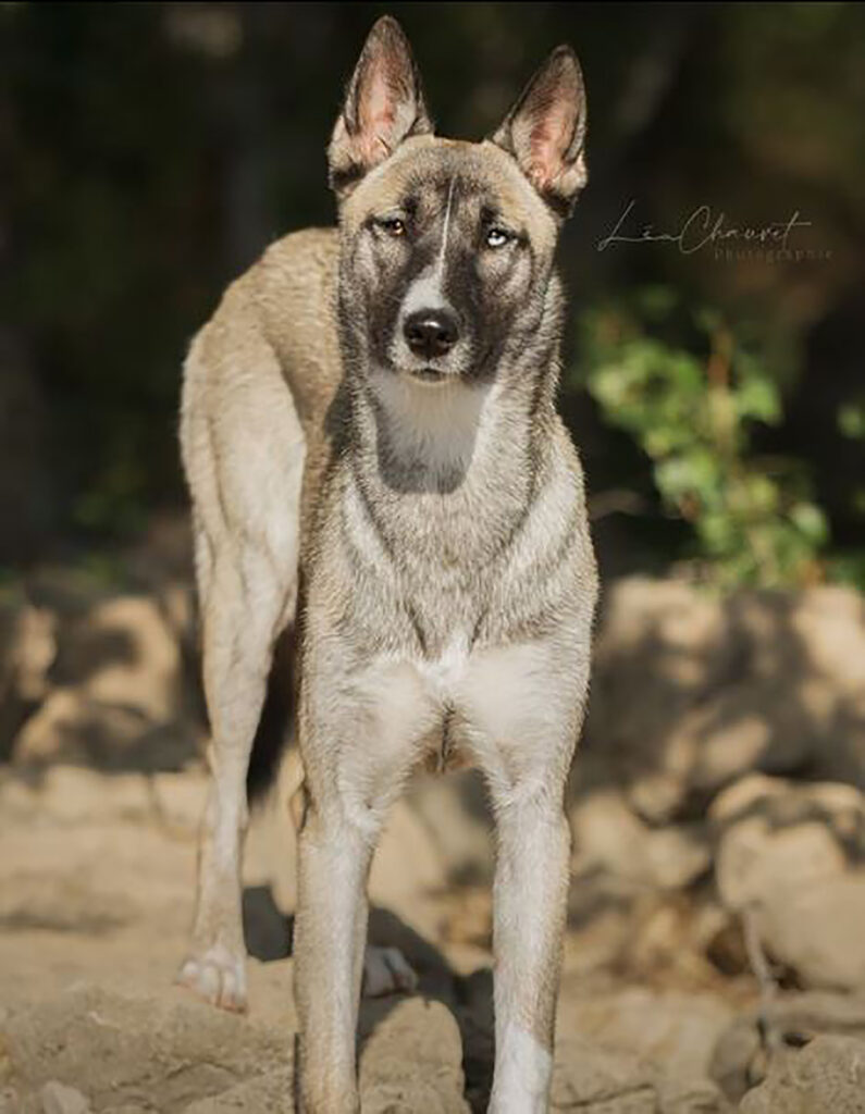 Belgian Malinois Husky Mix: A Glimpse Of The Amazing Belusky