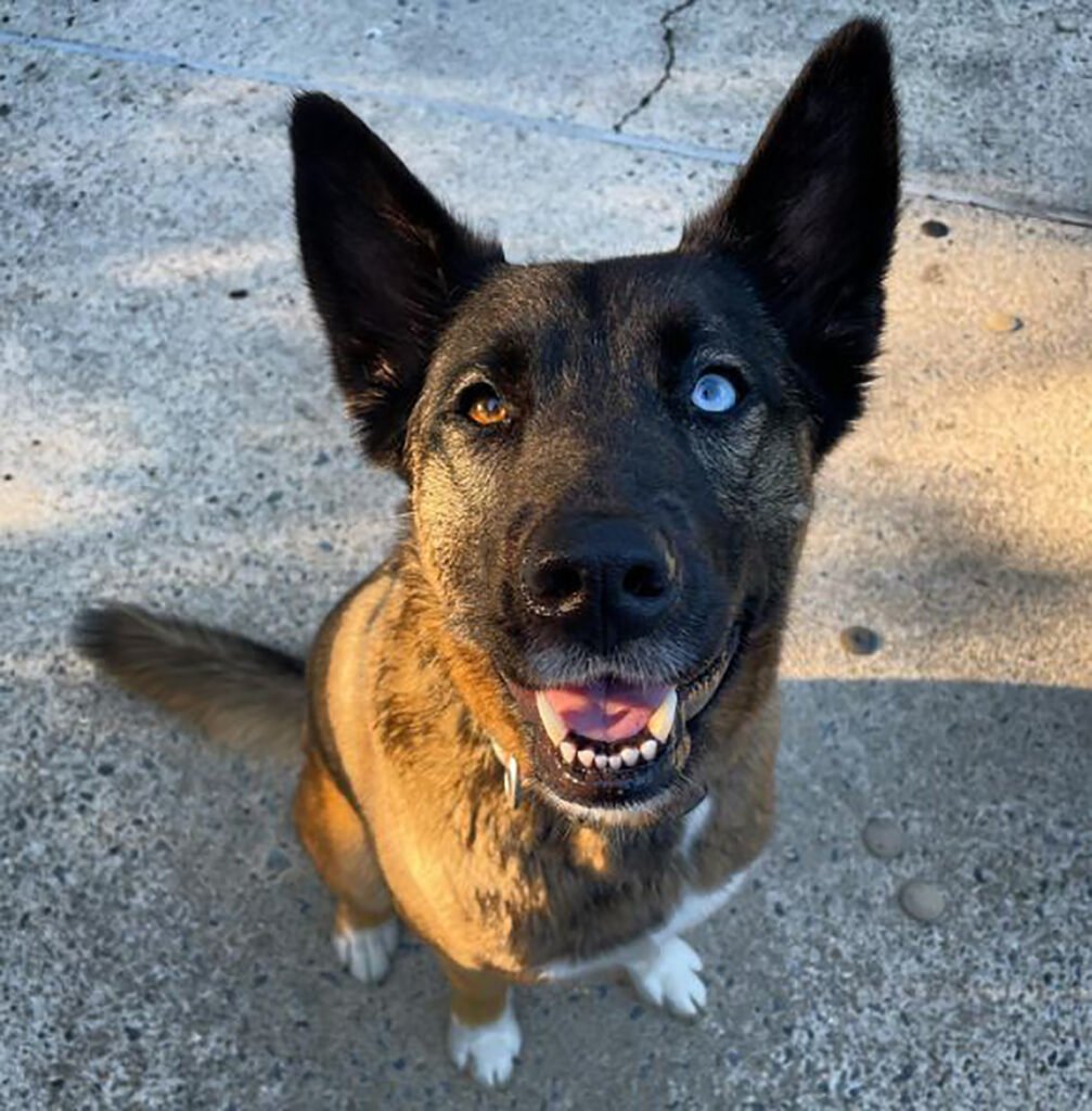 Belgian Malinois Husky Mix: A Glimpse Of The Amazing Belusky