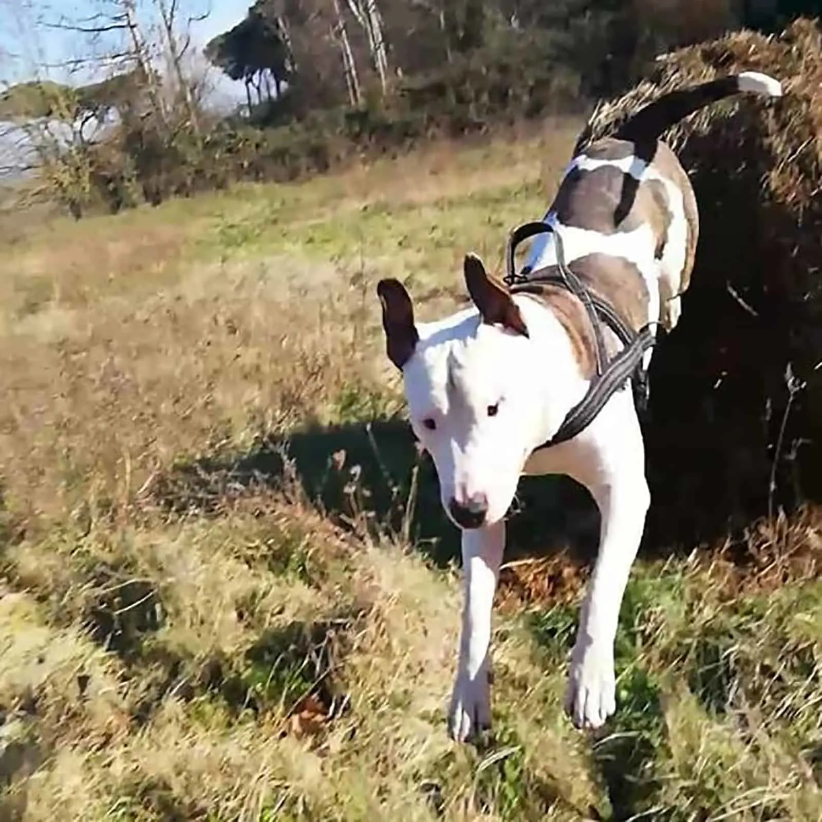 are american bulldog a bull terrier