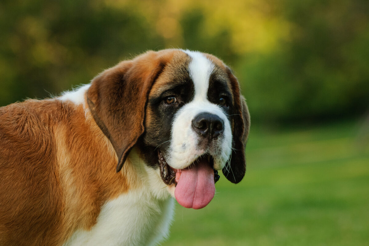 Top 5 Most Reputable Saint Bernard Breeders In Ontario