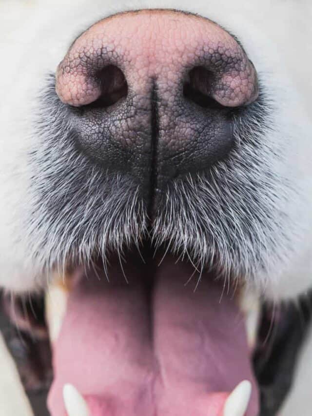 5 Crusty Dog Nose Causes From Least To Most Serious - PupVine