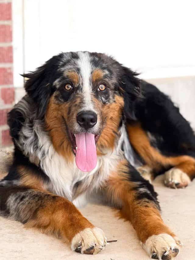 7 Cutest Bernese Mountain Dog Mixes Of All Time - PupVine