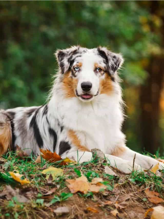 5 Unique Australian Shepherd Colors You Need To See - PupVine