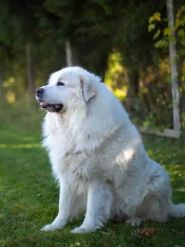 5 Great Pyrenees Training Tips You Didn’t Know You Needed - PupVine