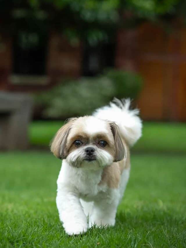 7 Shih Tzu Mixes That Make Terrific Pets - PupVine