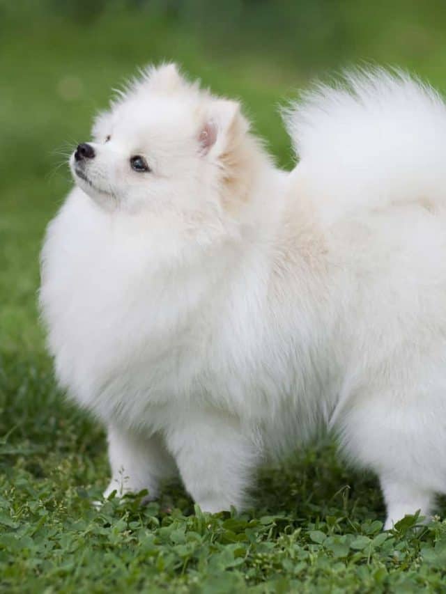 13-white-dog-breeds-meet-the-magical-pure-floofs-pupvine