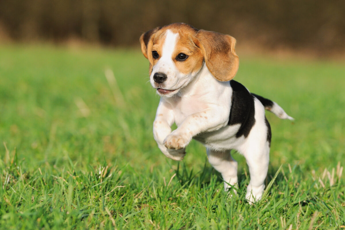 24 Best Family Dog Breeds That Will Brighten Your Life   Cute Beagle Puppy Running Over Meadow 1 1200x801 