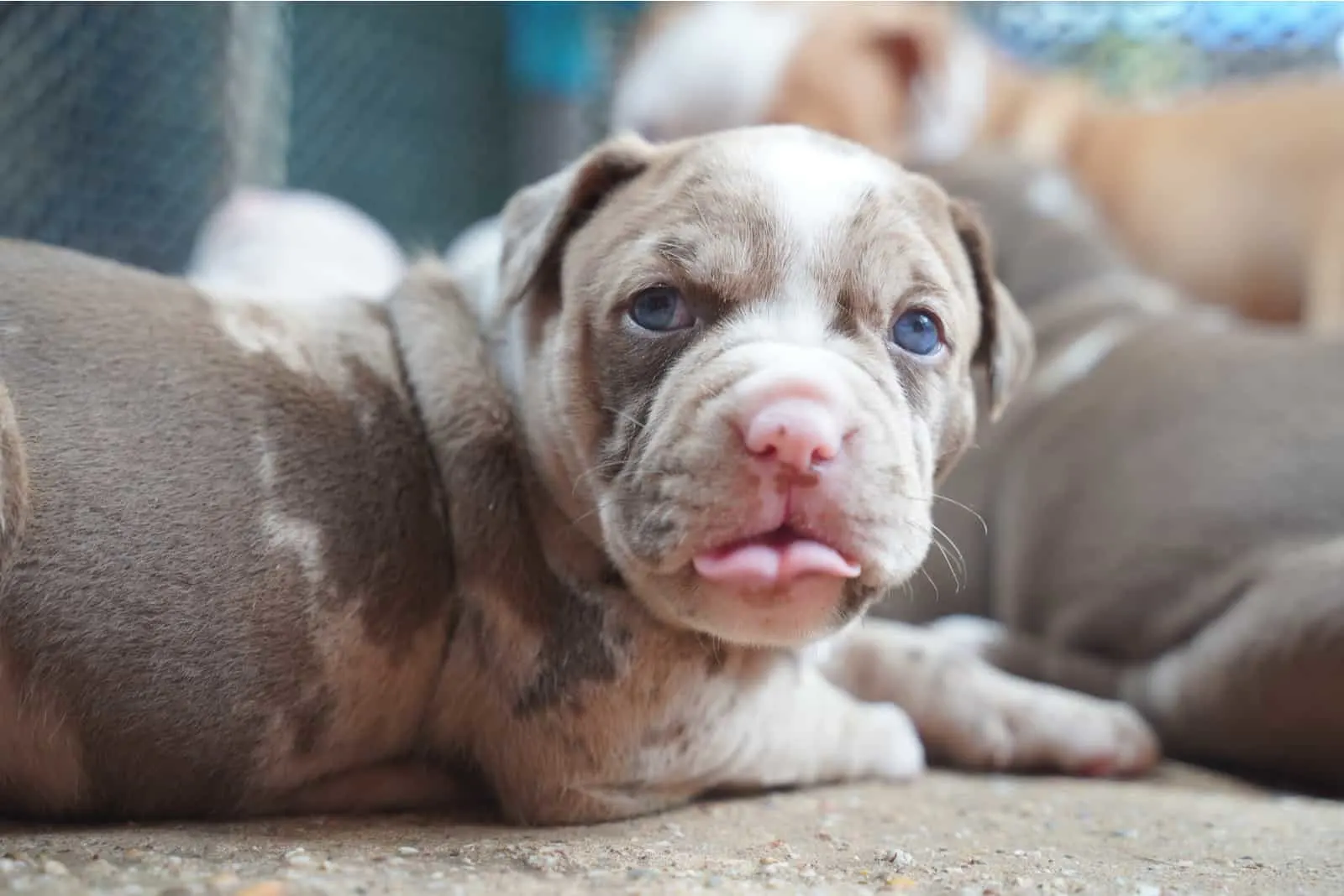 armant puppy was born with blue eyes