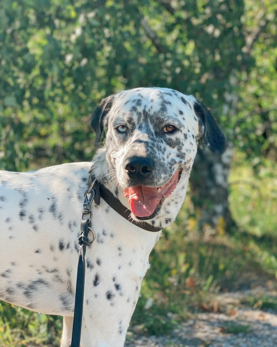 Dalmatian Husky Mix: Meet The Dalusky