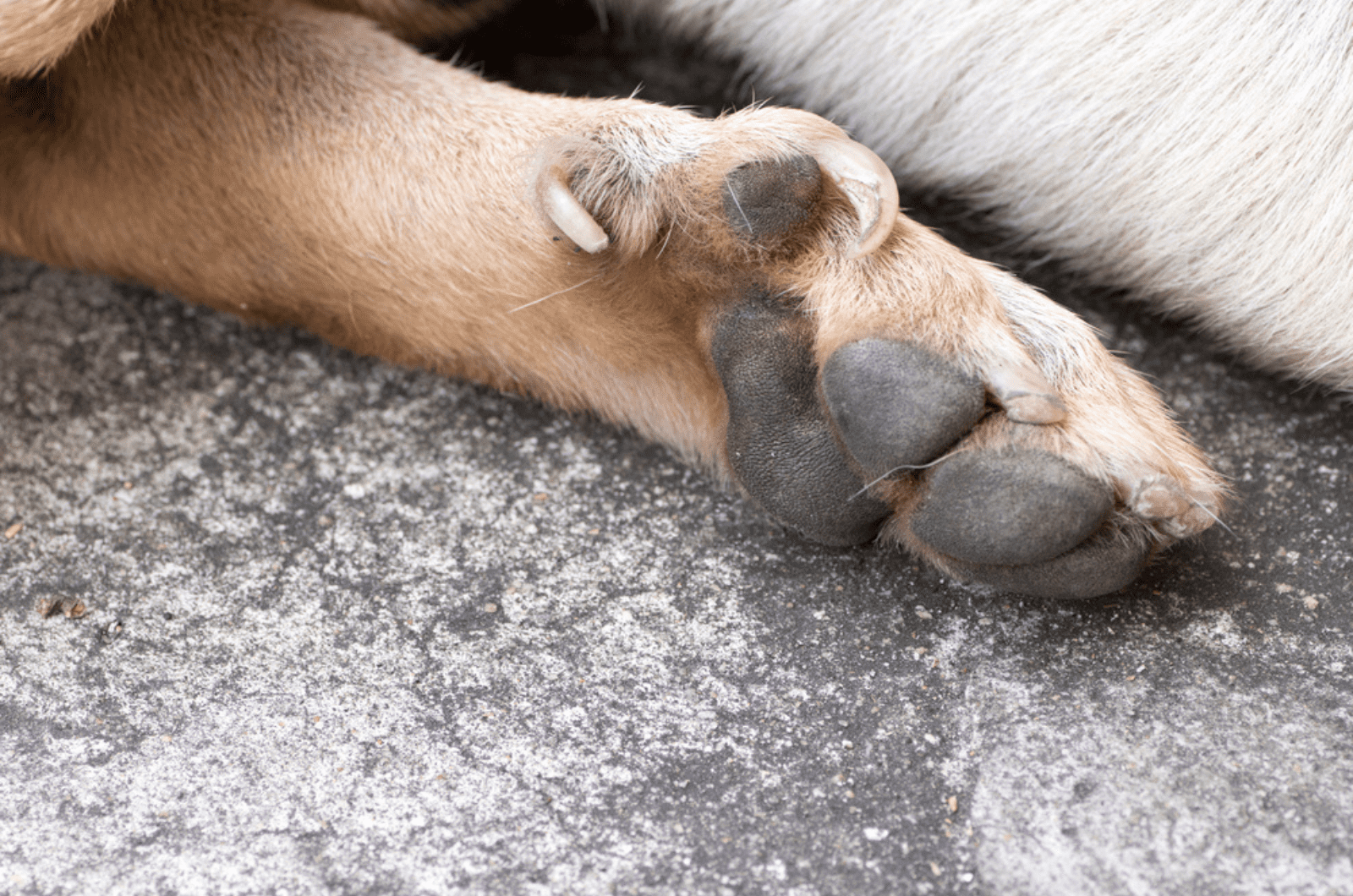 Great Pyrenees Dew Claws: Should You Keep Them Or Not?