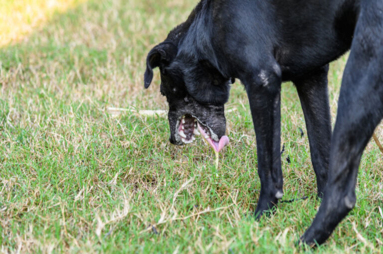 dog-throwing-up-white-foam-upset-stomach-or-something-else