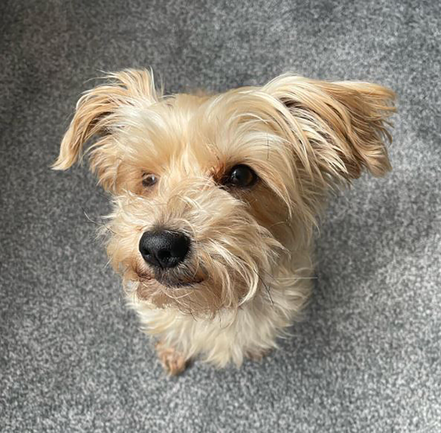 Yorkie Mixes: 40 Gorgeous Mixed Dog Breeds