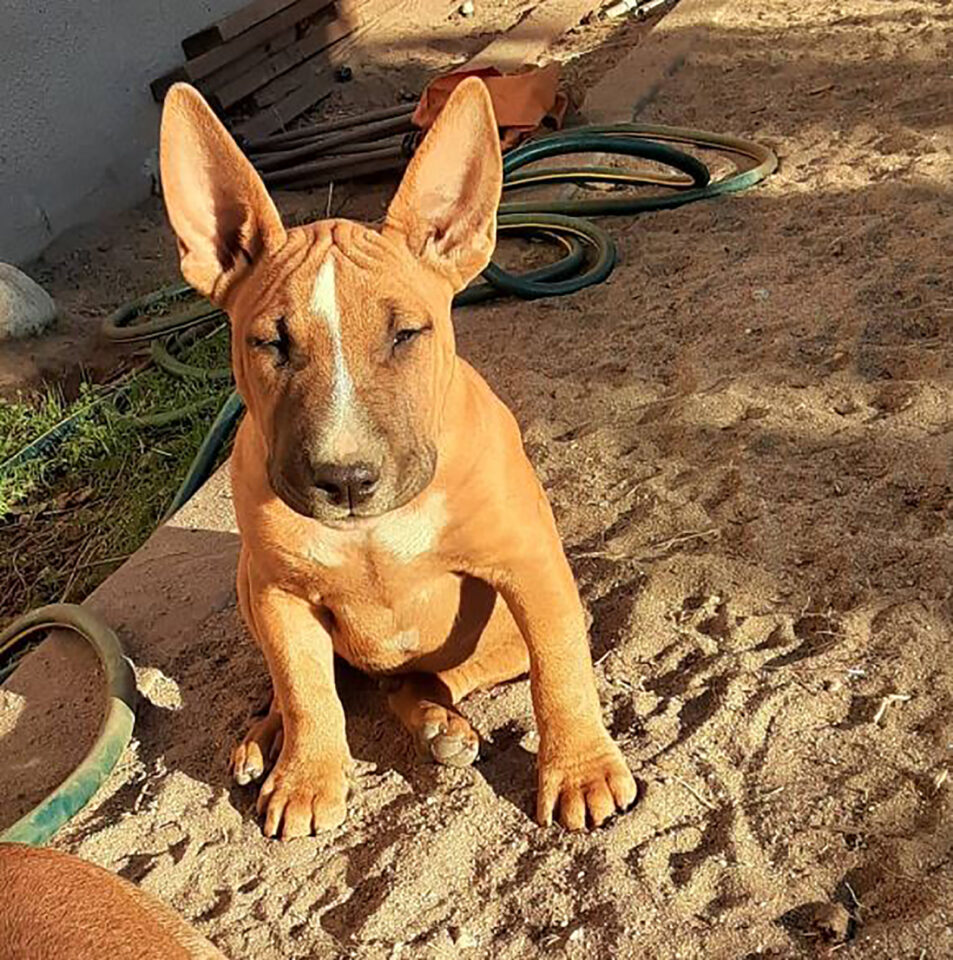 25 Bull Terrier Mixes You Need To Check Out