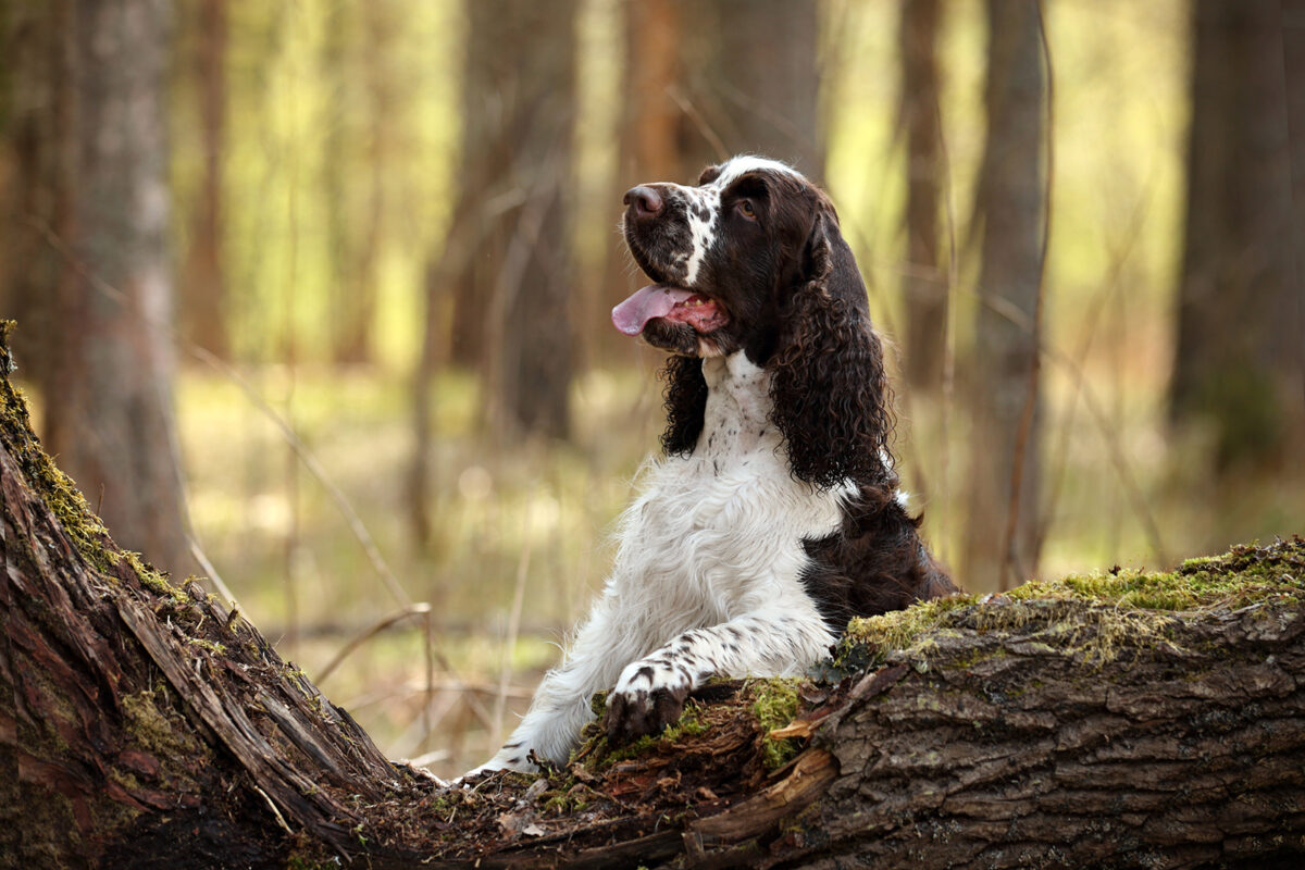 36 Bird Hunting Dog Breeds: Set, Flush, Point, Retrieve