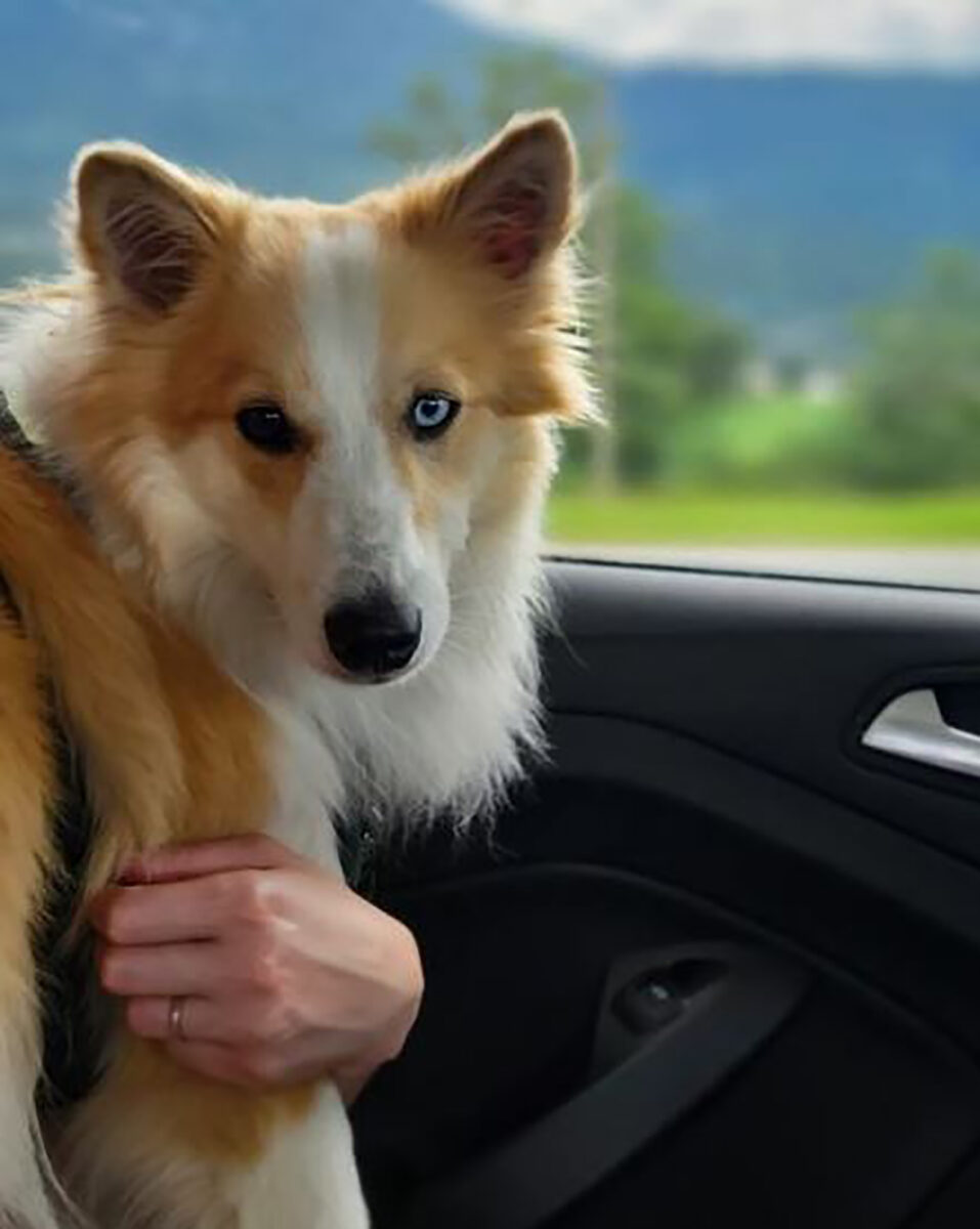 The Top 40 Shetland Sheepdog Mixes You Will Adore