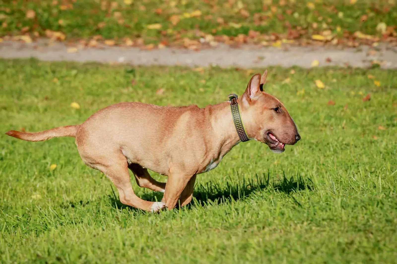 bull terrier is ill with respiratory signs