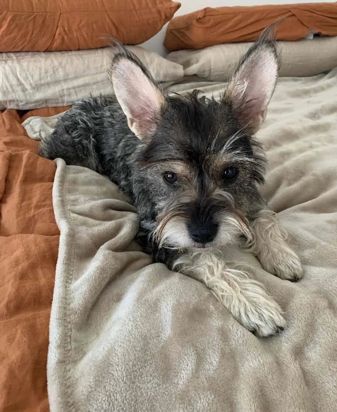 are schnauzer mixes hypoallergenic