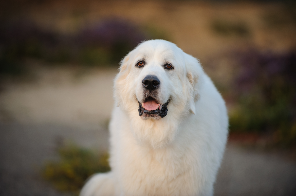 13 Reliable Great Pyrenees Breeders From Across The States