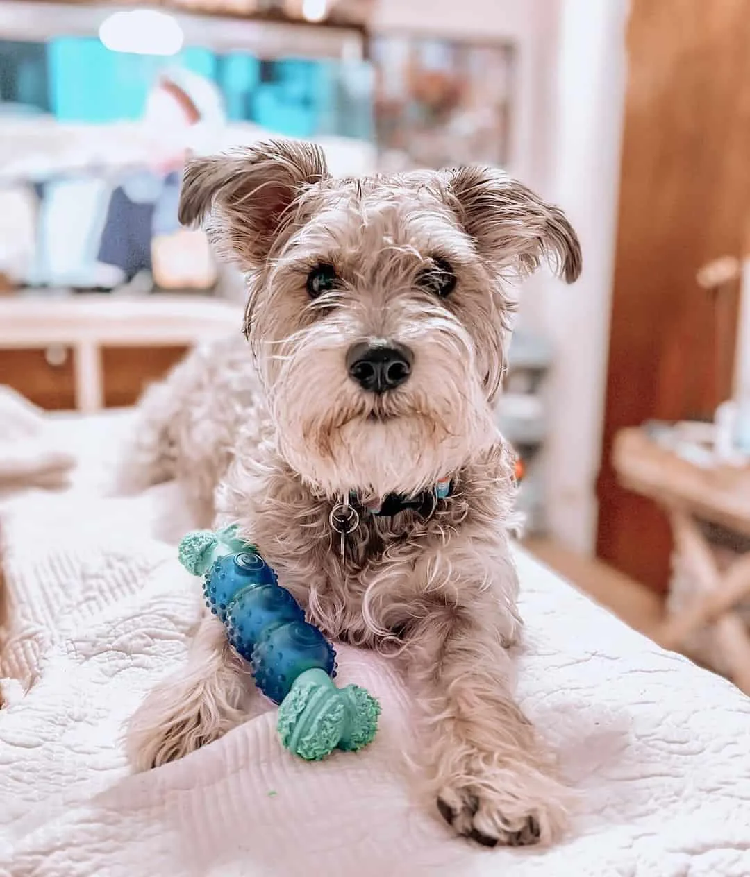 are standard schnauzers cuddly