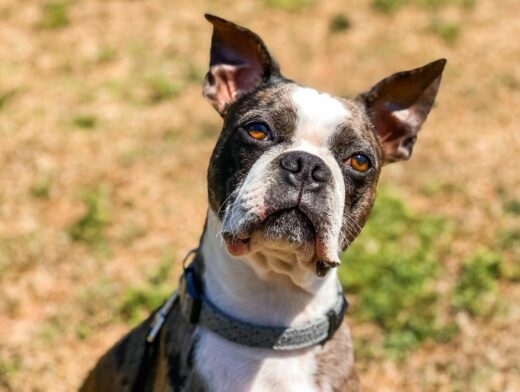 9 Boston Terrier Colors That You Will Adore (With Pictures)