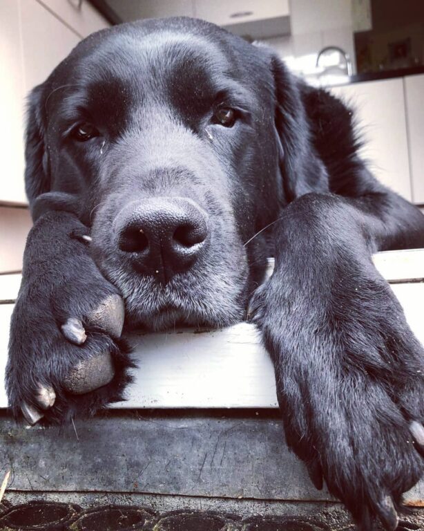 22 Amazing Newfoundland Mixes: Meet The Hairy Giants