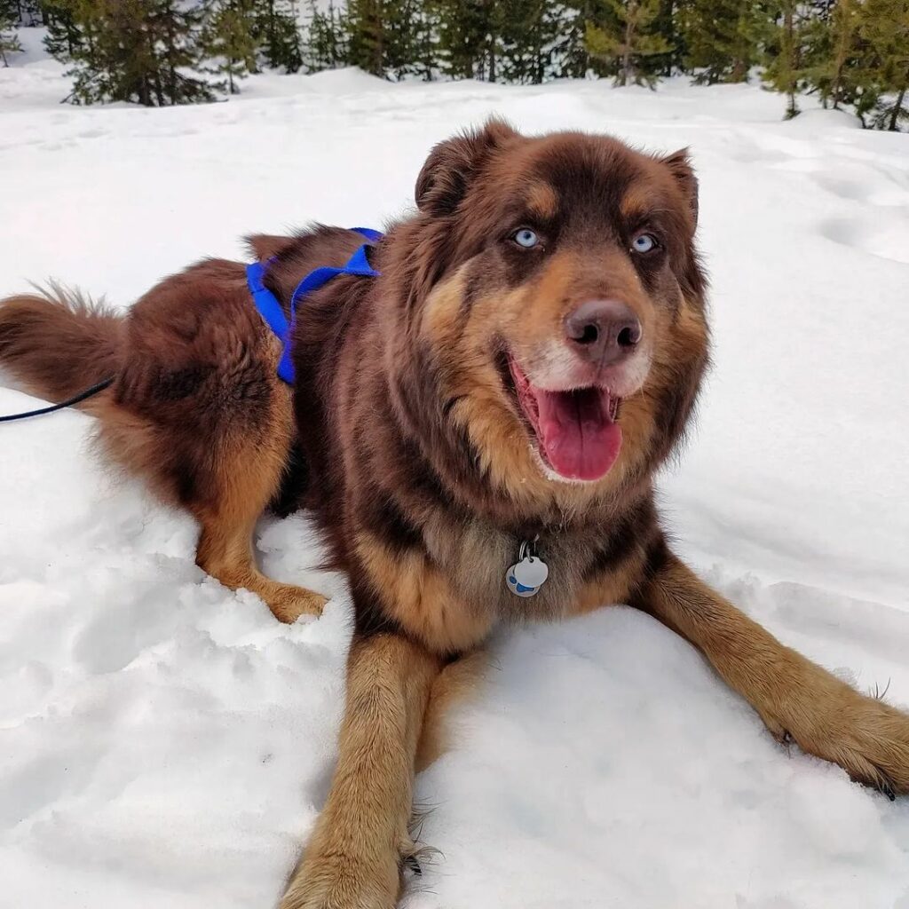 22 Amazing Newfoundland Mixes: Meet The Hairy Giants