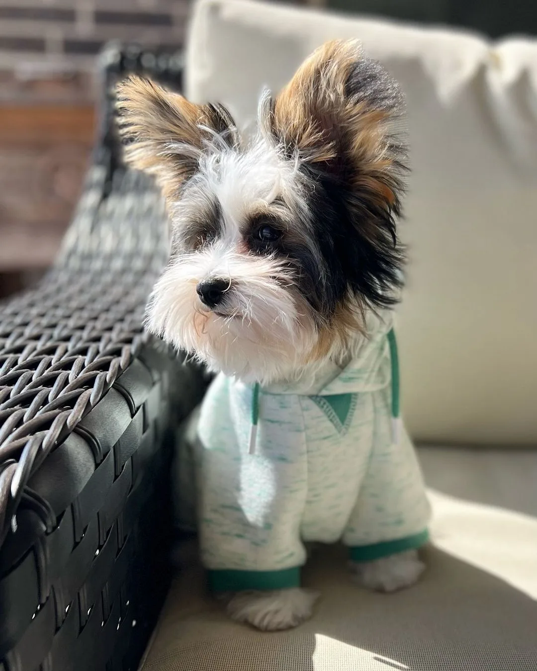 8 Yorkie Colors: Let’s Meet These Puppy Fashionistas