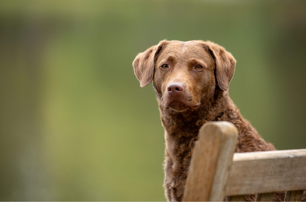 Chesapeake Bay Retriever Colors – 3 Gorgeous Shades