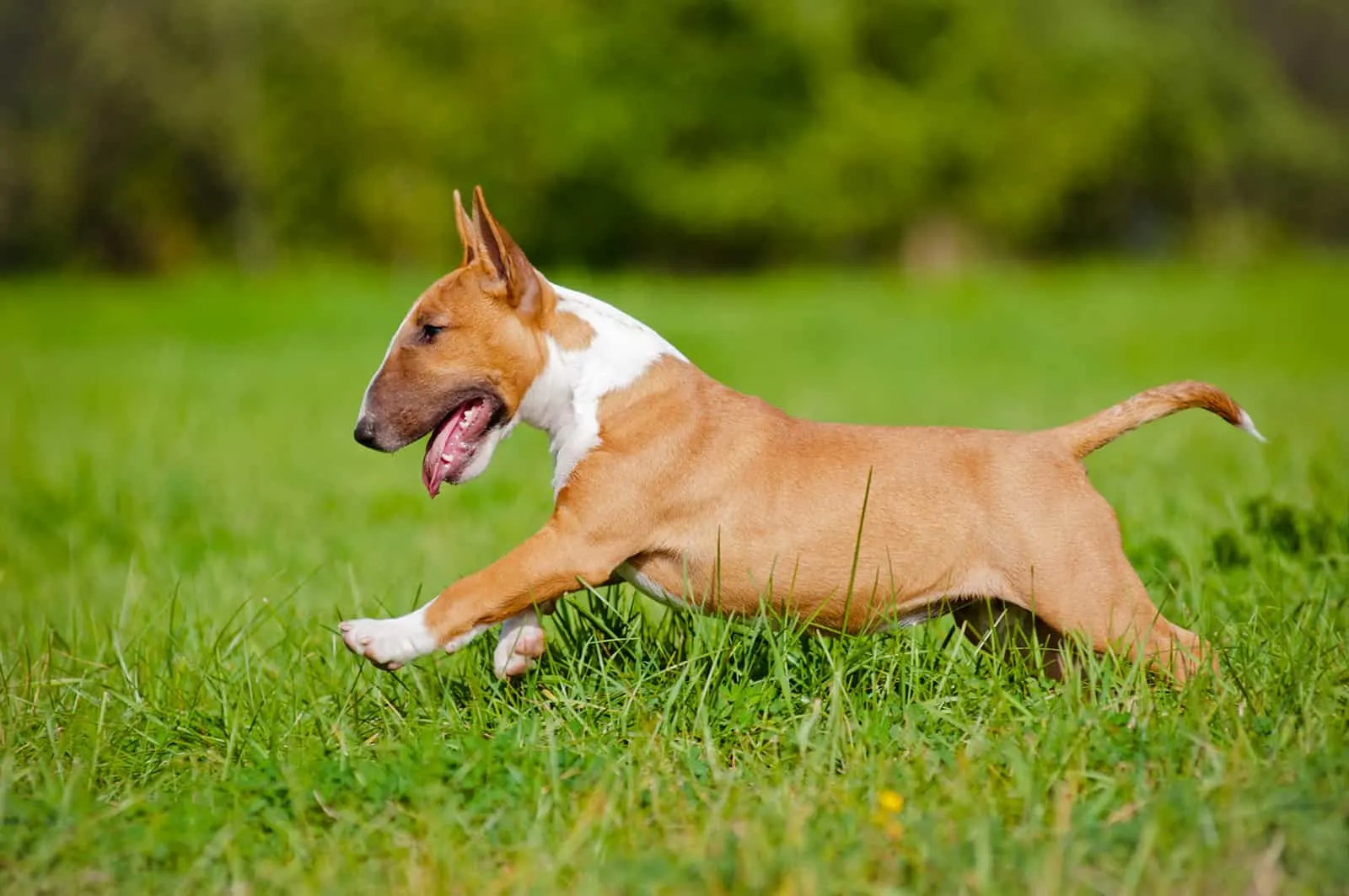 bull terrier is ill with respiratory signs