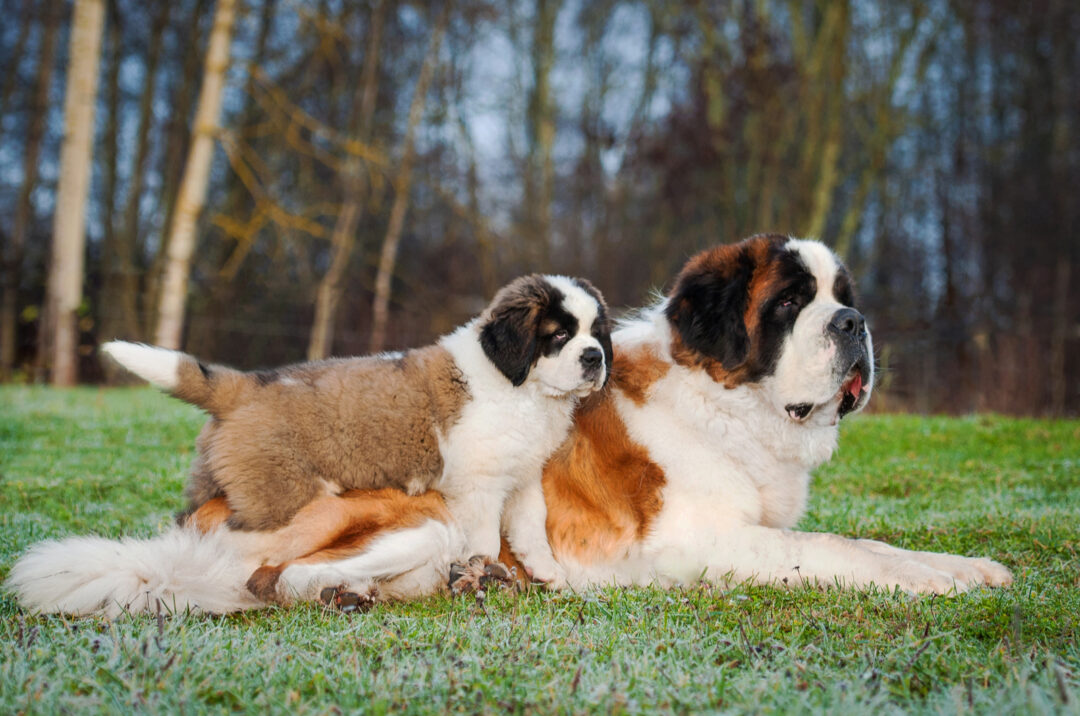 The 6 Best Saint Bernard Breeders In The US