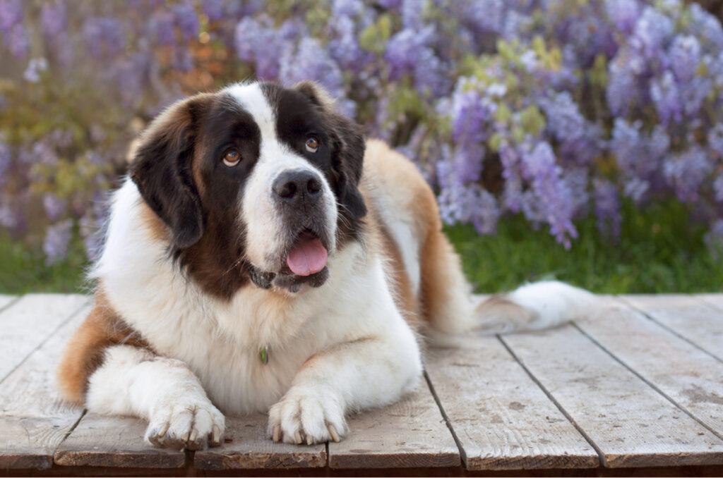 The 6 Best Saint Bernard Breeders In The US