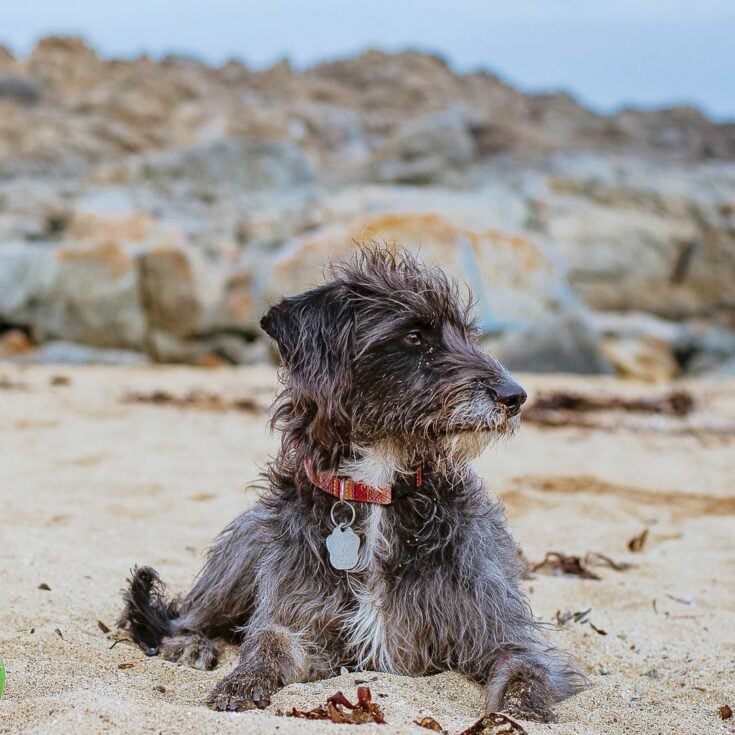 These 50 Schnauzer Mixes Will Make You Want One ASAP