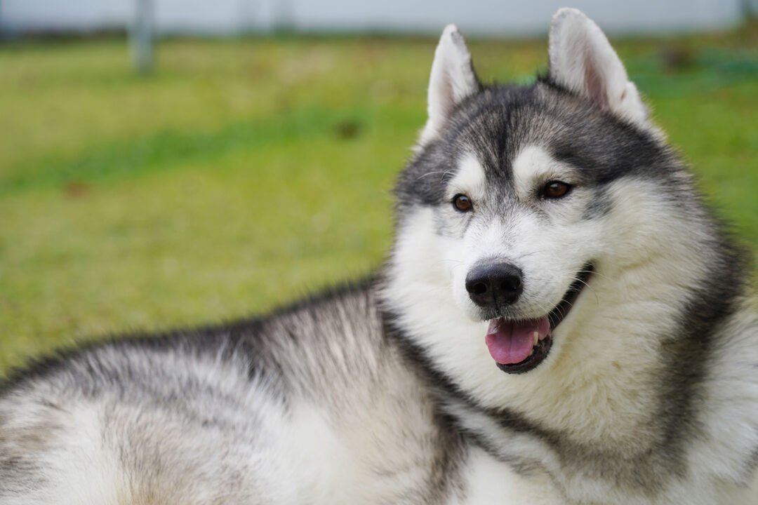 Belgian Malinois Husky Mix: A Glimpse Of The Amazing Belusky