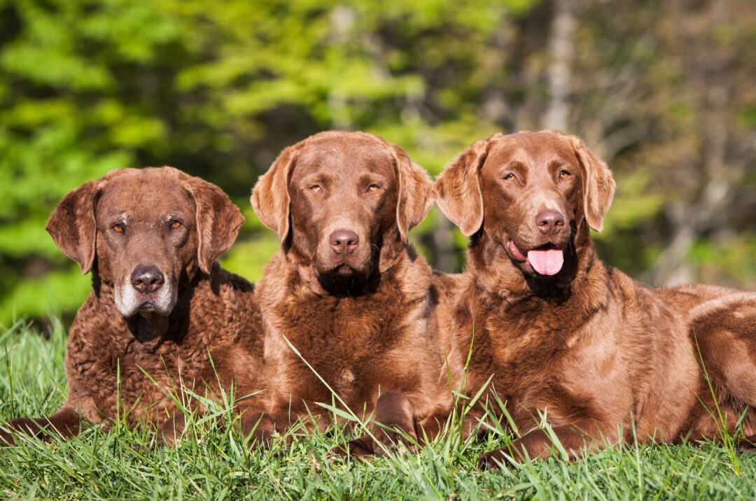 Chesapeake Bay Retriever Colors – 3 Gorgeous Shades