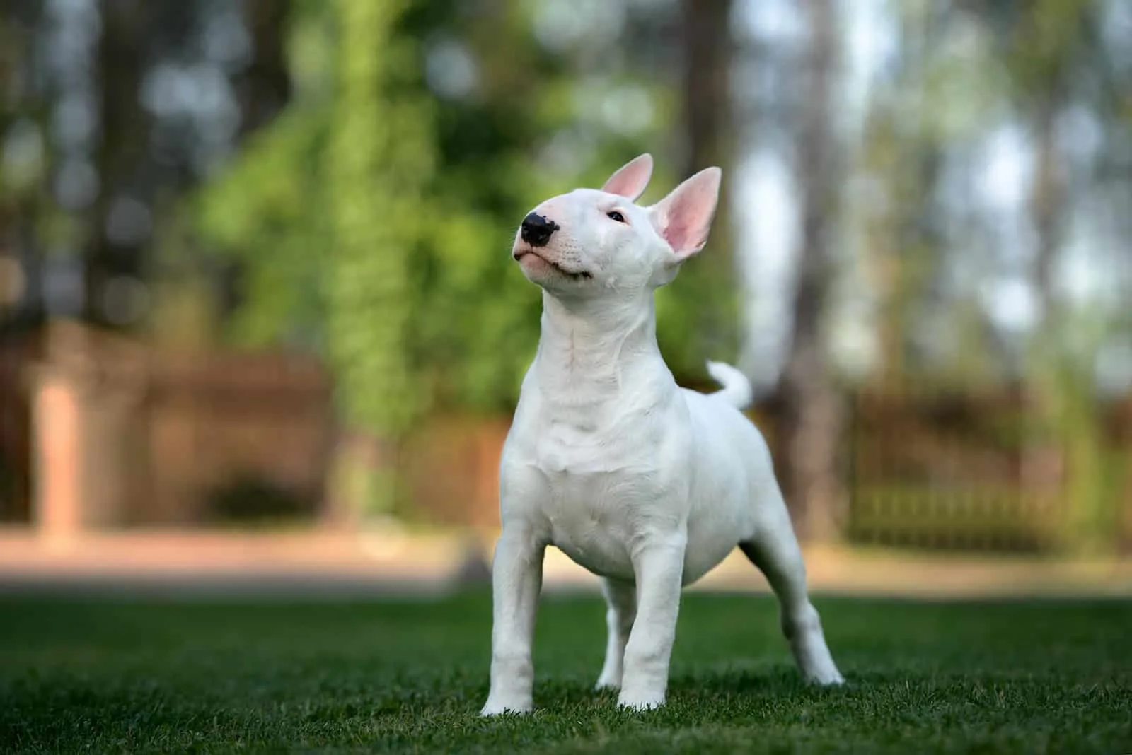 bull terrier is ill with respiratory signs