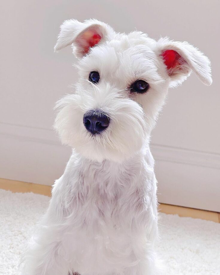 19 Schnauzer Colors Your Heart Is Longing For (With Pics)