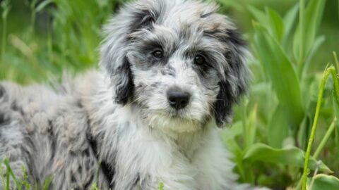 100 Mixed Dog Breeds You Didn’t Know Existed (With Pictures)