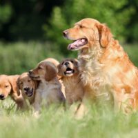 Golden Retriever mother and puppies