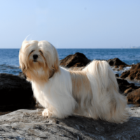 Lhasa Apsos standing on a rock by the sea