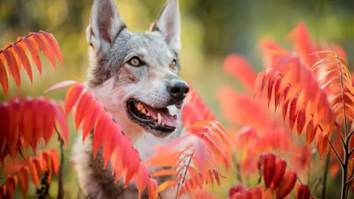 what happened to the wolf dog on heartland