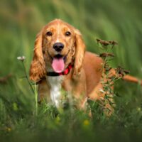 cute dog standing in grass