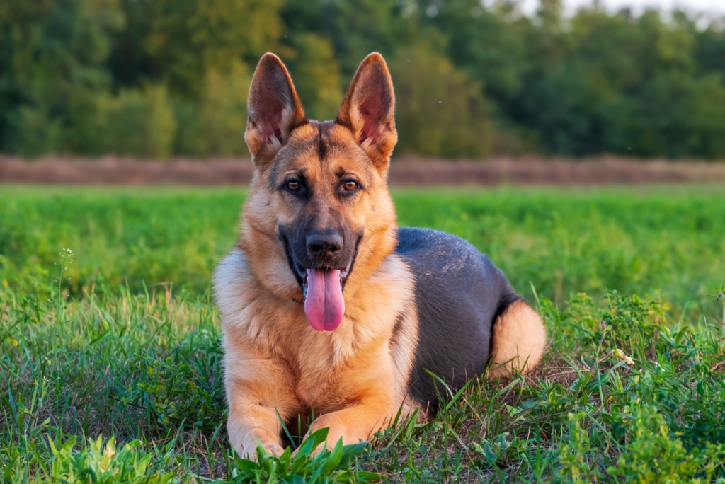 40 German Dog Breeds That You Will Love